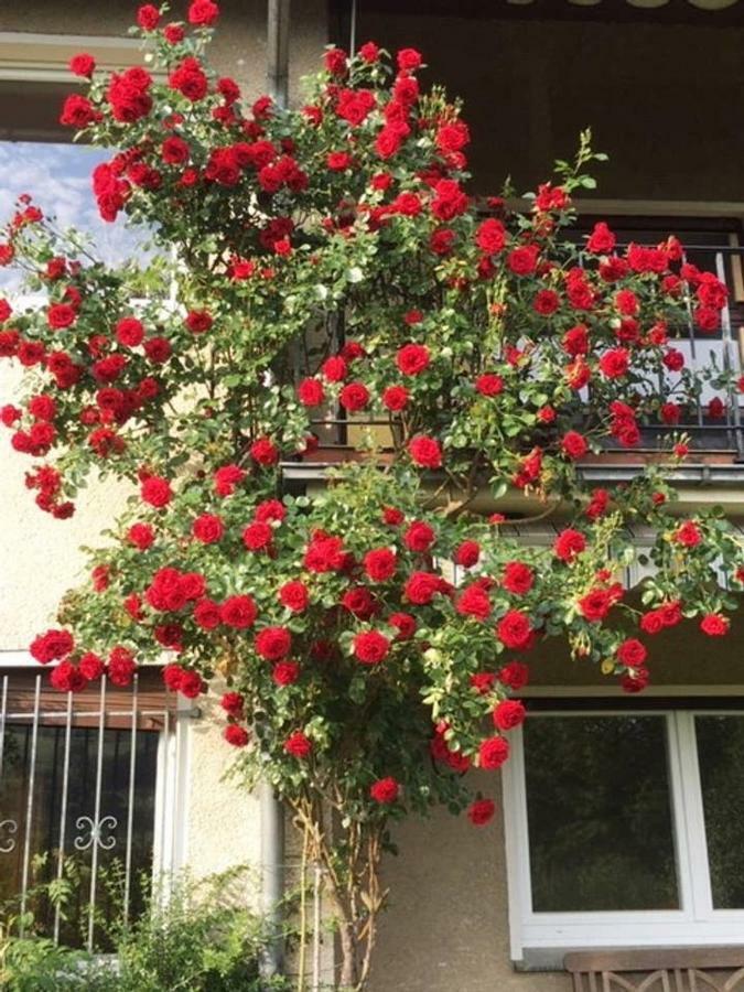 Ferienwohnung Detmold Eksteriør bilde